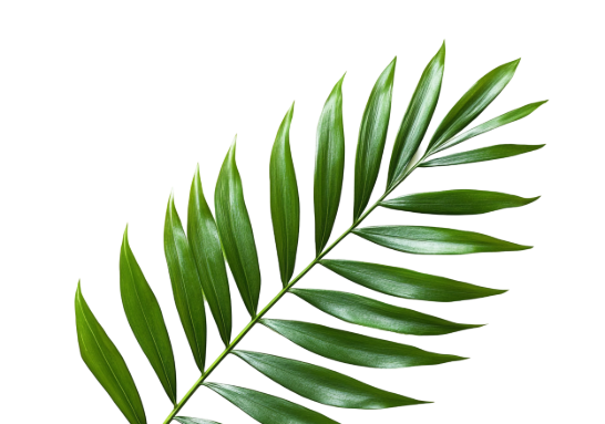 leaf